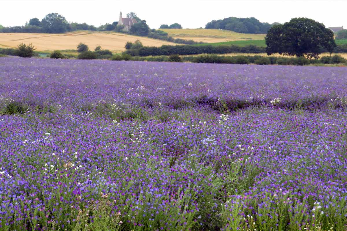 The fields of flax, or linseed as we know it now